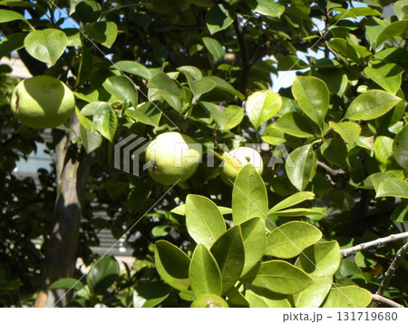 もう直ぐ収穫黄色く色付いたカリンの実 131719680