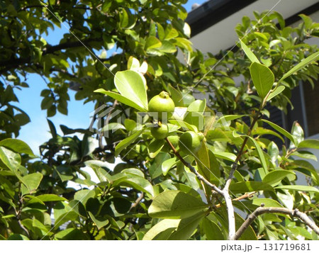 収穫時期になったグァバの実 131719681