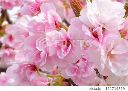 春の陽射しを浴びる満開の桜 春の陽射しを浴びる満開の桜 131719739