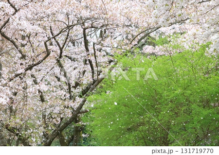 桜の花びらが満開 桜の花びらが満開 131719770
