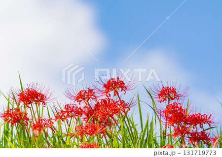 彼岸花と秋の空 131719773