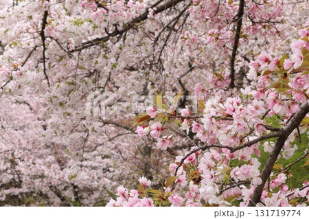 満開の桜の花 満開の桜の花 131719774