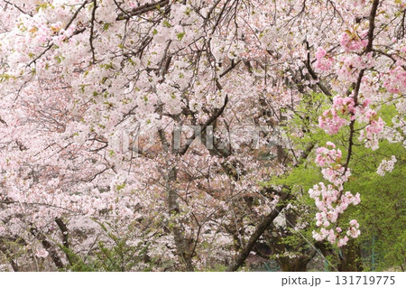 桜のある風景 桜のある風景 131719775