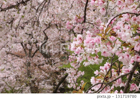桜の花が満開 桜の花が満開 131719780