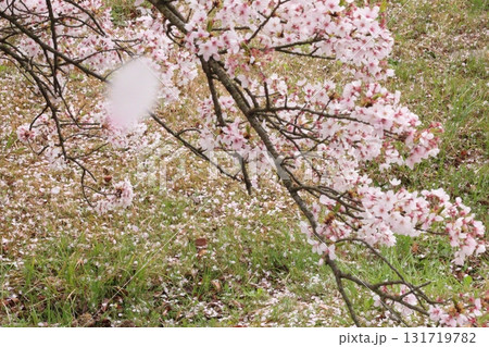 桜の花びらが舞う春の風景 131719782