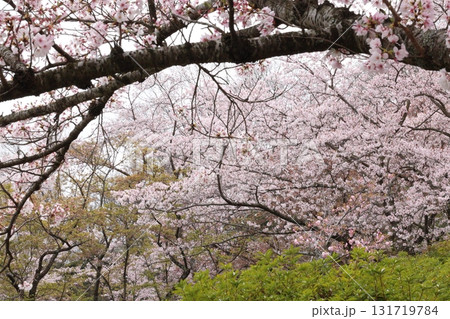 桜の花が咲き乱れる 131719784