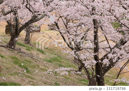 桜のある風景 131719786