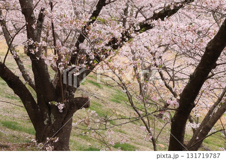 桜の木のある風景 131719787