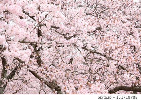 満開になった桜の花 満開になった桜の花 131719788