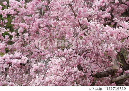 満開の桜の花 131719789