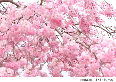 満開の桜の花が密集して咲いている 131719790