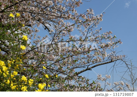 春の青空に映える満開の桜と黄色い花 春の青空に映える満開の桜と黄色い花 131719807
