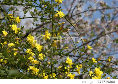 春の黄色い花と桜 春の黄色い花と桜 131719808