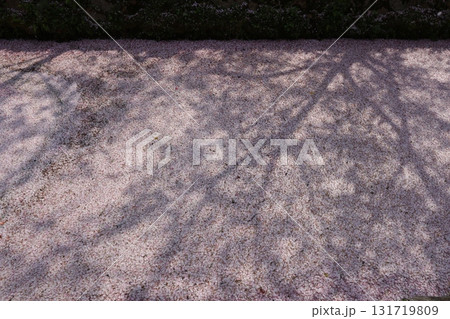 川に映える桜 131719809