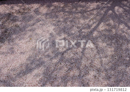 川に映える桜 131719812