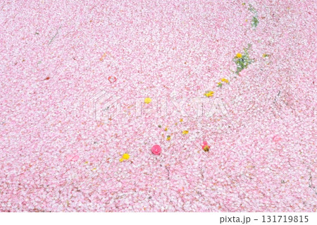 川に浮かぶ桜 131719815