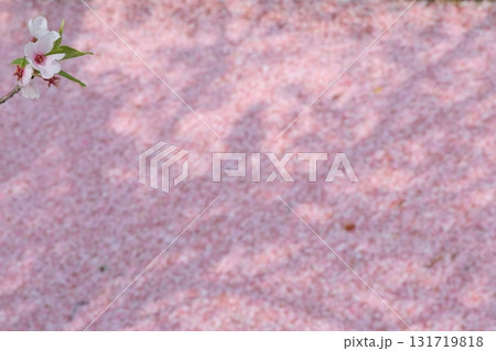 川に映える桜 川に映える桜 131719818