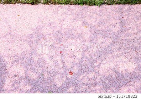 川に映える桜 131719822
