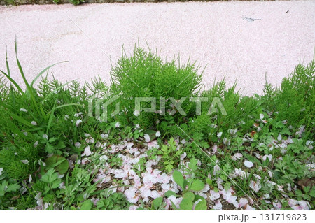 川に浮かぶ桜 131719823