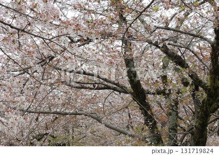春の陽射しを浴びる桜 131719824