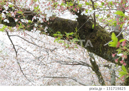 春の陽射しを浴びる葉桜 131719825