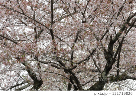 春の陽射しを浴びる桜 131719826