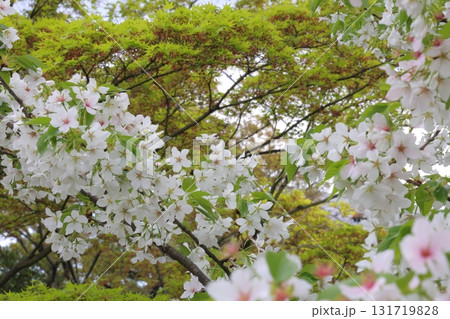 桜の花と葉 131719828