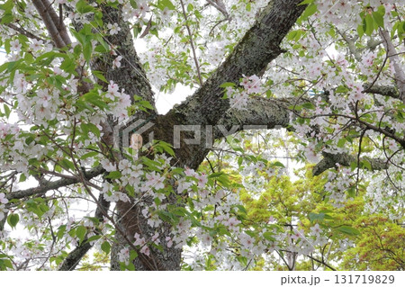 新緑の季節の桜を見上げる 131719829