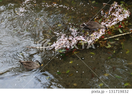 川を泳ぐカモと桜の花びら 川を泳ぐカモと桜の花びら 131719832