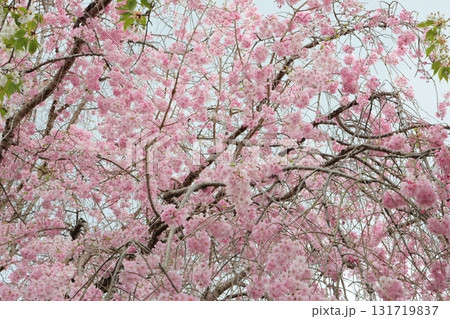 満開のしだれ桜 満開のしだれ桜 131719837