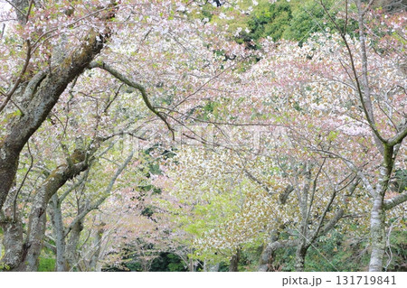 満開の桜 131719841