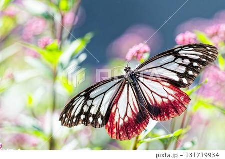 フジバカマに来たアサギマダラ フジバカマに来たアサギマダラ 131719934
