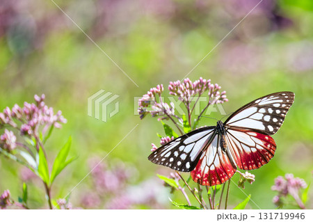 フジバカマにとまるアサギマダラ 131719946