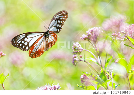 フジバカマの周りを飛ぶアサギマダラ 131719949