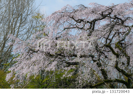 宝珠寺のヒメシダレザクラ 131720043