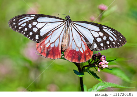 アサギマダラ アサギマダラ 131720195