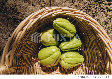 Fresh green chayote fruits in a wicker basket on wooden background. Organic vegetable harvest from garden. Healthy plant-based food and sustainable farming. Fresh green chayote fruits in a wicker basket on wooden background. Organic vegetable harvest from garden. Healthy plant-based food and sustainable farming. 131720213