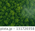Aerial View of a Vast Misty Forest Canopy in Summe 131720358