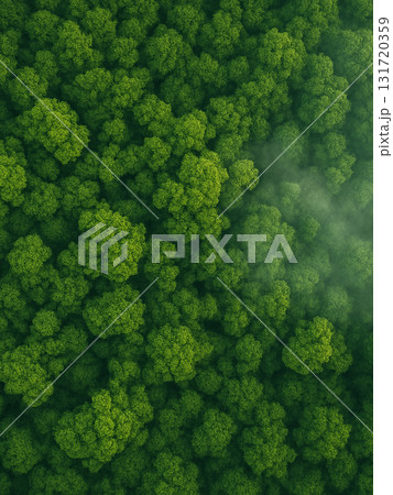 Aerial View of a Vast Misty Forest Canopy in Summe Aerial View of a Vast Misty Forest Canopy in Summe 131720359