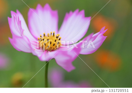 ピンクと白色の花びらが優しく微笑むコスモスの花 ピンクと白色の花びらが優しく微笑むコスモスの花 131720551