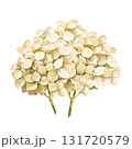 watercolor beige hydrangea branches with flowers, leaves and twigs, garden flowers in vintage style, pastel colors blossom flowers heard, bud for greeting card, anniversary, wedding decoration 131720579