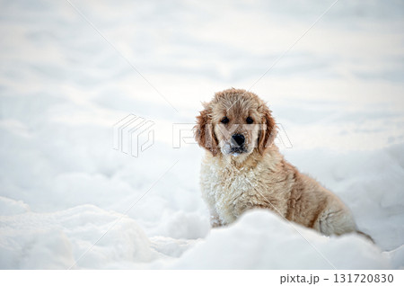 small golden retriever puppy playing in the snow 131720830
