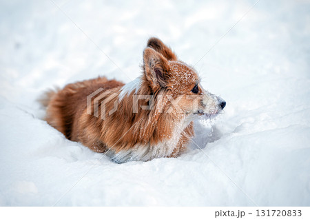 welsh corgi pembroke plays in the white snow 131720833