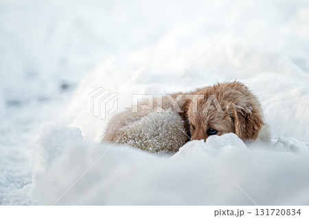 small golden retriever puppy playing in the snow 131720834