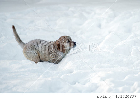 small golden retriever puppy playing in the snow small golden retriever puppy playing in the snow 131720837