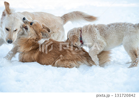 a golden retriever and a welsh corgi play in the white snow a golden retriever and a welsh corgi play in the white snow 131720842