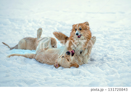 a golden retriever and a welsh corgi play in the white snow 131720843
