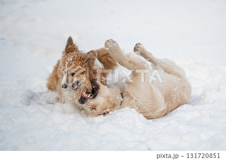 a golden retriever and a welsh corgi play in the white snow 131720851