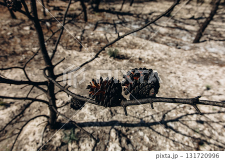 Giraffe eating from tree near a lake with forest in the background. Wildlife scene in naturalistic safari environment on a sunny day Giraffe eating from tree near a lake with forest in the background. Wildlife scene in naturalistic safari environment on a sunny day 131720996