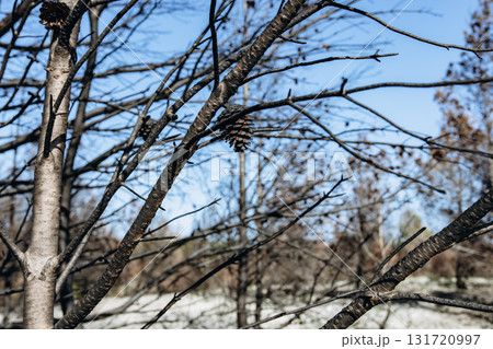 Giraffe eating from tree near a lake with forest in the background. Wildlife scene in naturalistic safari environment on a sunny day 131720997